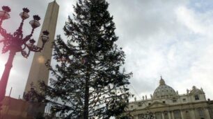 Arriva dalla Vallonial’albero di Natale del Vaticano