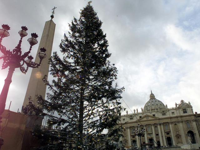 Arriva dalla Vallonial’albero di Natale del Vaticano