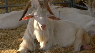 Ardesio, capre e asinelli in fiera