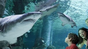 Due cuori e un acquarioA Genova, cena davanti agli squali