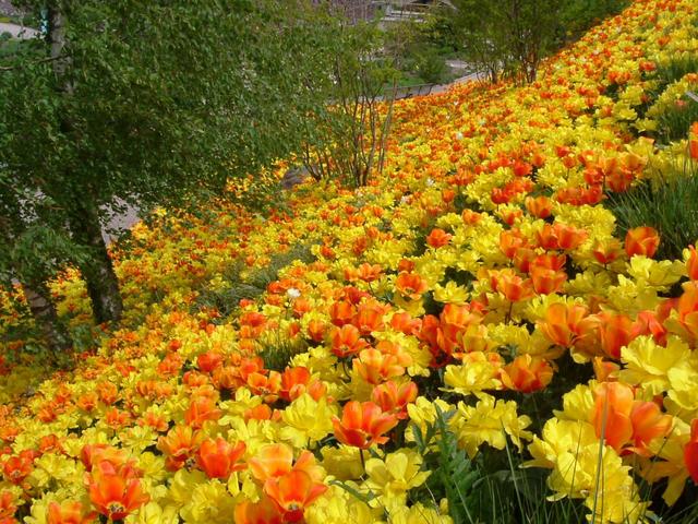 A Merano un tripudio  di fiori  nei giardini preferiti da Sissi