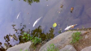 Monza, pesci morti nel Lambro:colpa di caldo e scarsità d’acqua