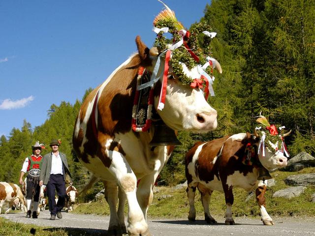 La Festa della transumanzaa Riva di Tures in Valle Aurina