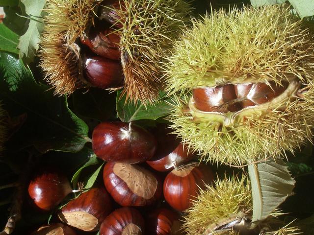 Appuntamenti di sabato 8Festa delle castagne a Bracca