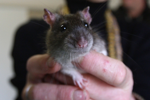 Recupero animali da laboratorioA Monza il primo centro italiano