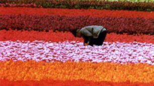 Keukenhof preparala parata floreale