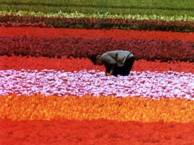 Keukenhof preparala parata floreale