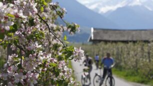 In bici fra i vignetinell’Alto Adige