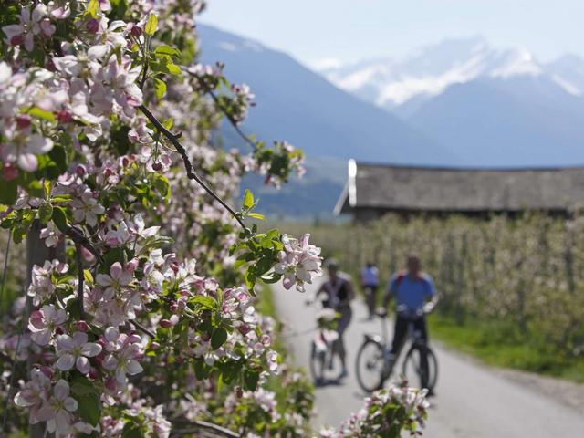 In bici fra i vignetinell’Alto Adige