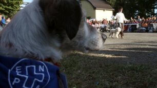 Monza, camminata al Parco:con Enpa 4 passi a 4 zampe