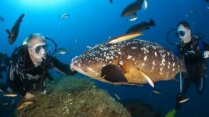 Abissi mozzafiatodiving in Gallura