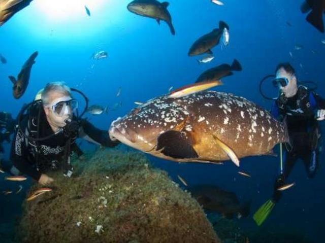 Abissi mozzafiatodiving in Gallura