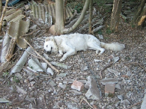 Monza, un cane morto di stentie animali maltrattati: denuncia