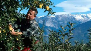 Pomaria in Val di NonIl tempo delle mele