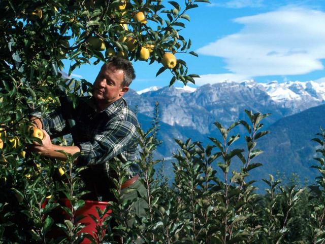 Pomaria in Val di NonIl tempo delle mele