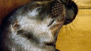 Fiocco azzurro a Gardaland Sea LifeE’ nato Baldo, cucciolo di otaria