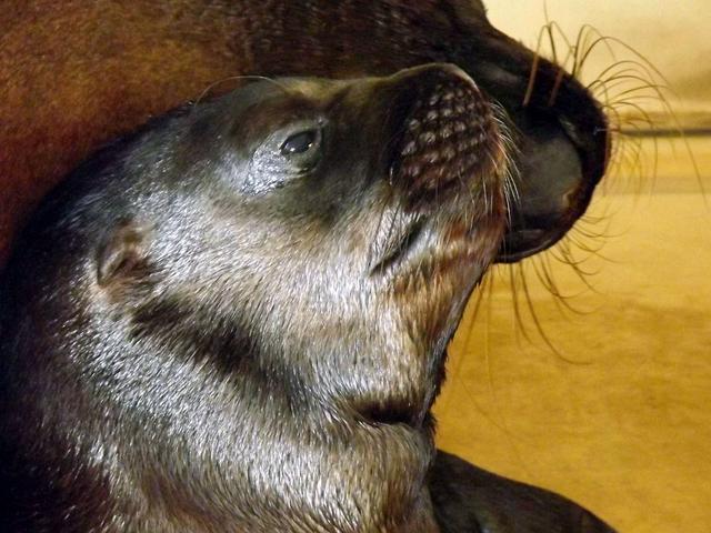 Fiocco azzurro a Gardaland Sea LifeE’ nato Baldo, cucciolo di otaria