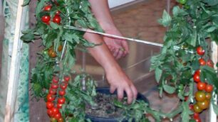 L’orto si coltiva sul balcone di casaMigliaia i terrazzi in Bergamasca