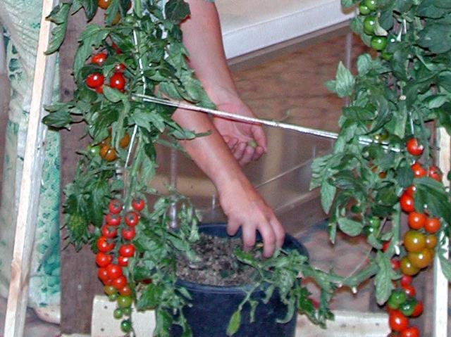 L’orto si coltiva sul balcone di casaMigliaia i terrazzi in Bergamasca