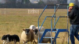 Tricolori SheepdogVince Fini a Suisio