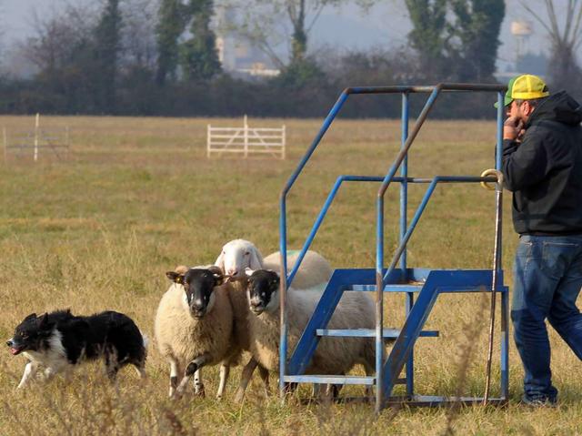 Tricolori SheepdogVince Fini a Suisio