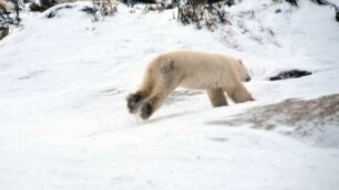 Nel Paesedi orsi e Inuit