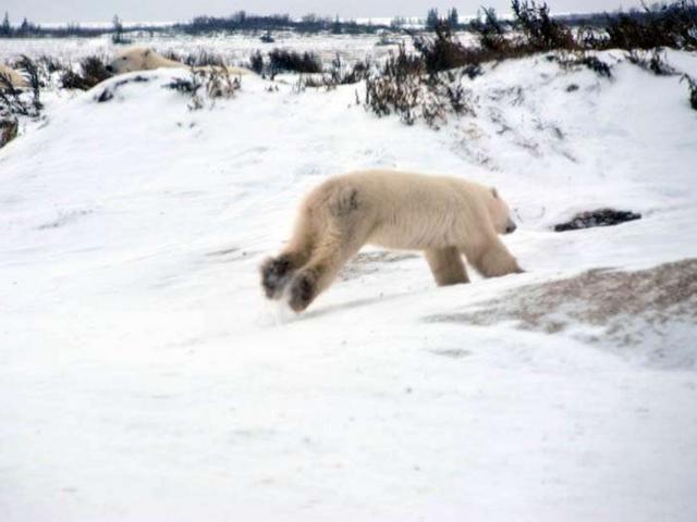 Nel Paesedi orsi e Inuit