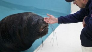 Un leone marinoa Gardaland