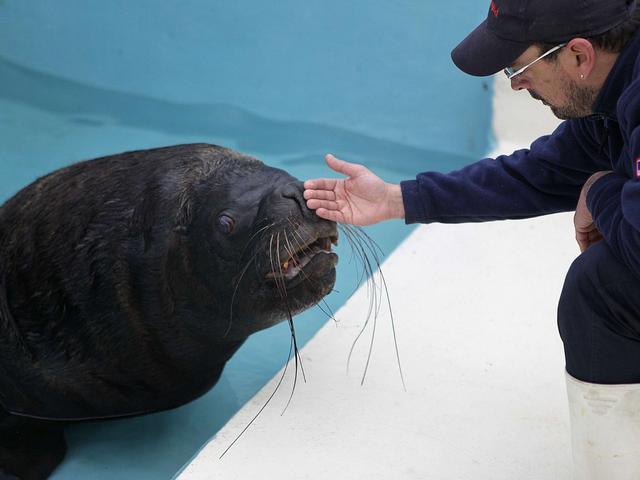 Un leone marinoa Gardaland