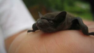 Bambini alla scoperta dei pipistrelliLunedì 2 appuntamenti sul Sentierone