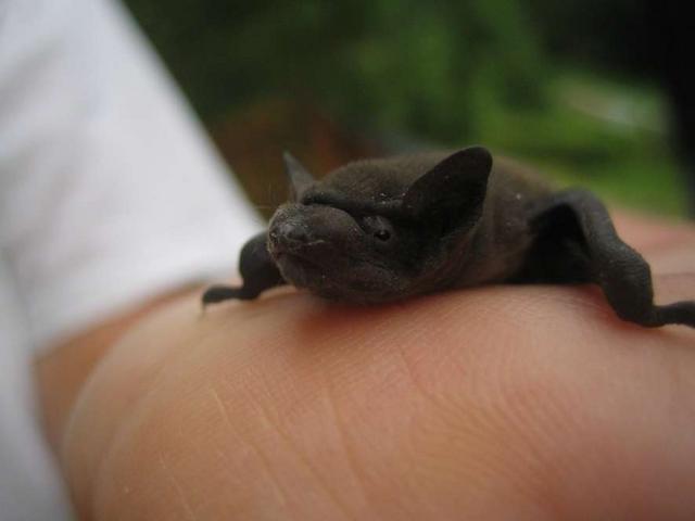 Bambini alla scoperta dei pipistrelliLunedì 2 appuntamenti sul Sentierone