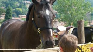 Wild Horses RanchOpen day a Zanica