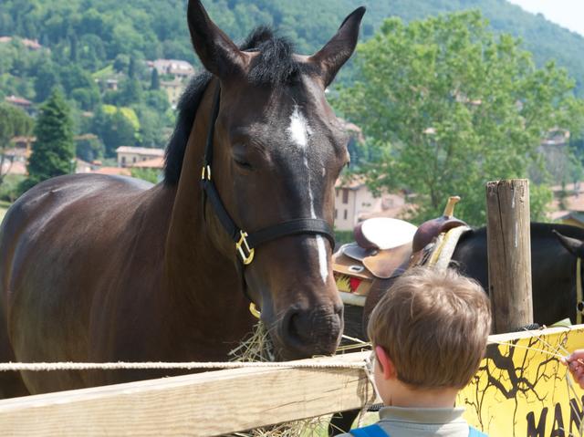 Wild Horses RanchOpen day a Zanica