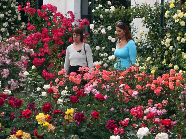 Villa reale, esplosione di rose Fernanda Giulini madrina