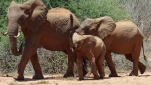 Kenya, tournei grandi parchi