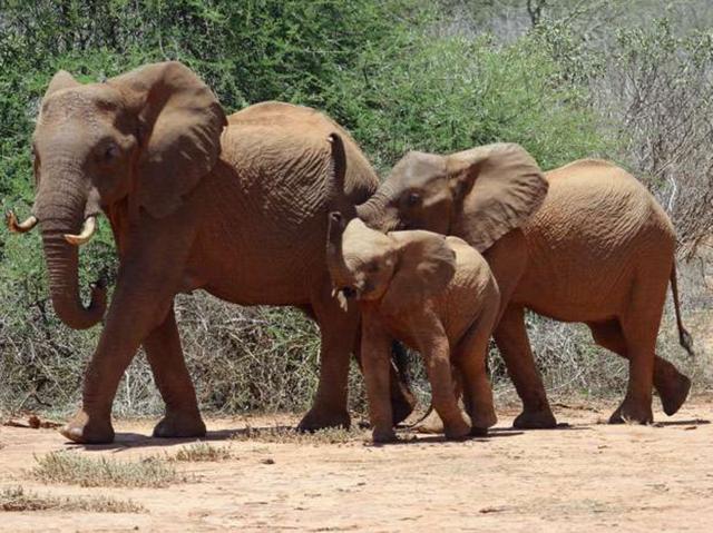 Kenya, tournei grandi parchi