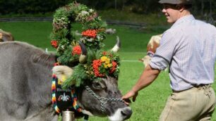 Valle dello StubaiRientrano le mucche