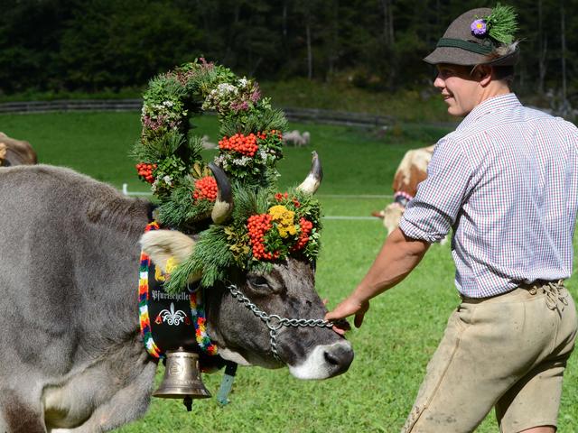 Valle dello StubaiRientrano le mucche