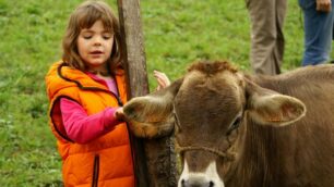 Val Taleggio, una «Vaccanza»all’alpeggio fra baite e casari