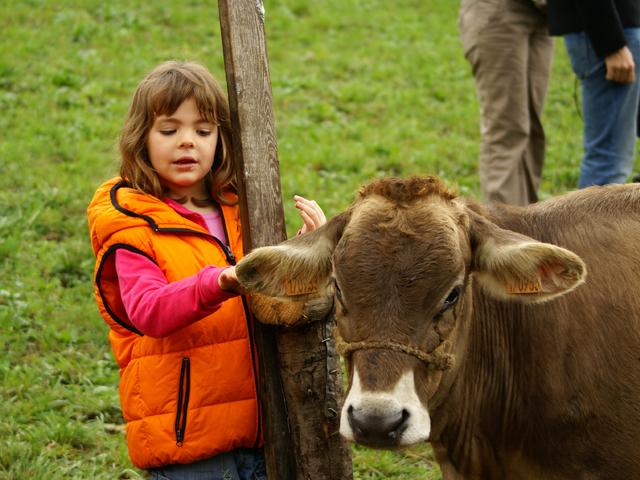 Val Taleggio, una «Vaccanza»all’alpeggio fra baite e casari