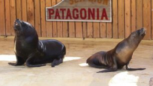 A Gardaland Sea Lifeuna coppia di leoni marini