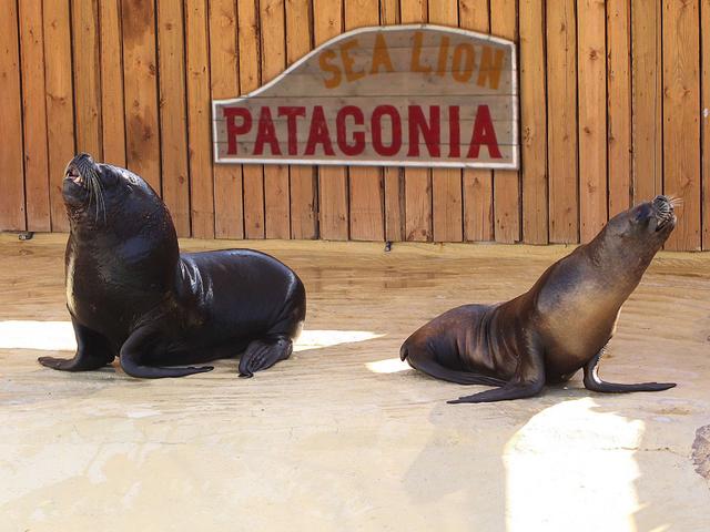 A Gardaland Sea Lifeuna coppia di leoni marini