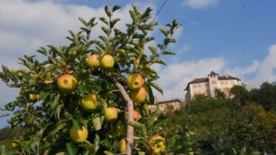 Pomaria in Val di NonTrionfo delle mele