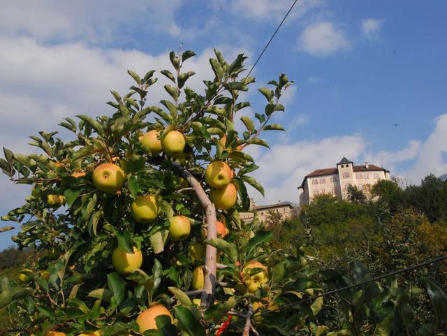 Pomaria in Val di NonTrionfo delle mele