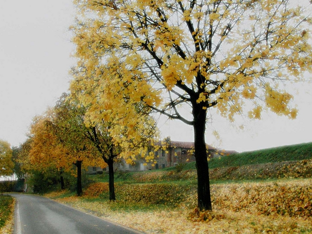 Foto-concorso “Foglie d’autunno”Gli ultimi giorni per partecipare