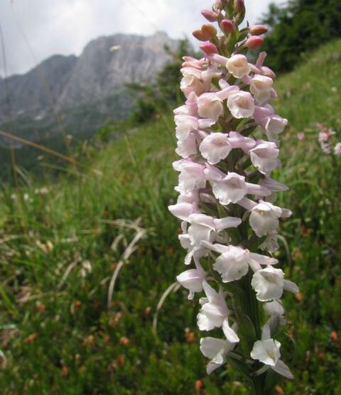 Orchidee spontaneein mostra a Varese