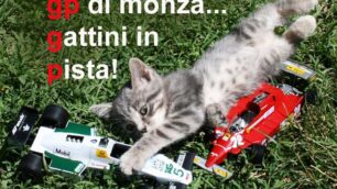 Monza, il Gp e i "Gattini in Pista"La campagna d’adozione dell’Enpa