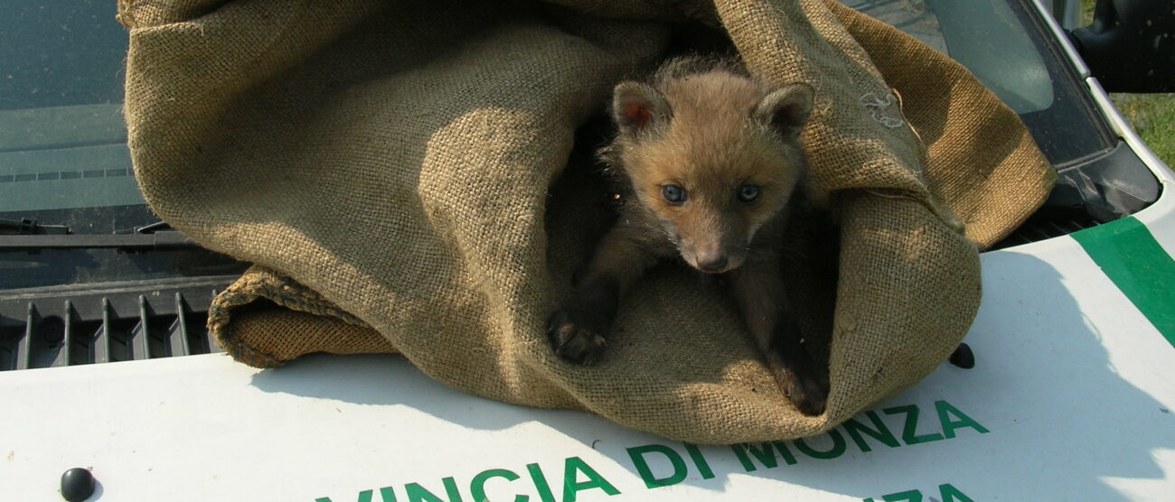 Salvato cucciolo di volpe a DesioOra è all’oasi naturale di Vanzago