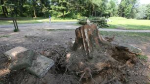 Quello che rimane dell’albero caduto