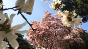 Monza, alberi in fiore a marzo: un antipasto di primavera